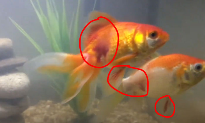 Ammonia Poisoning in goldfish