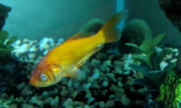 Epistylis in goldfish