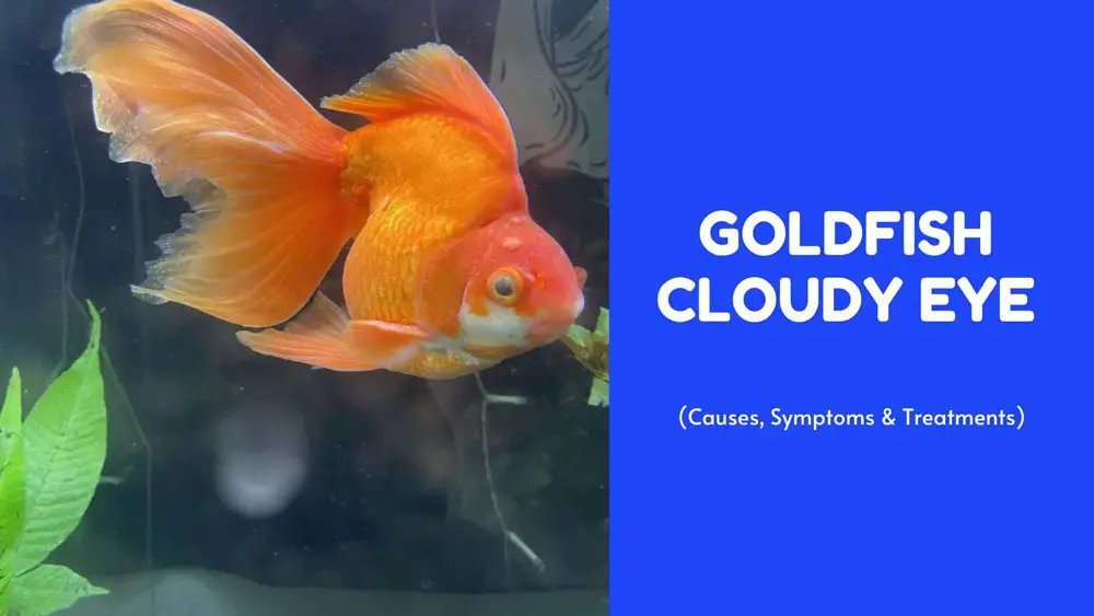 goldfish cloudy eye