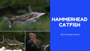 Hammerhead Catfish