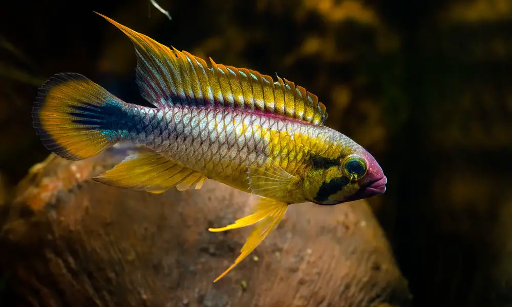 Apistogramma sp. 'abacaxis' male