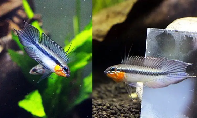 Apistogramma elizabethae 'Blue'