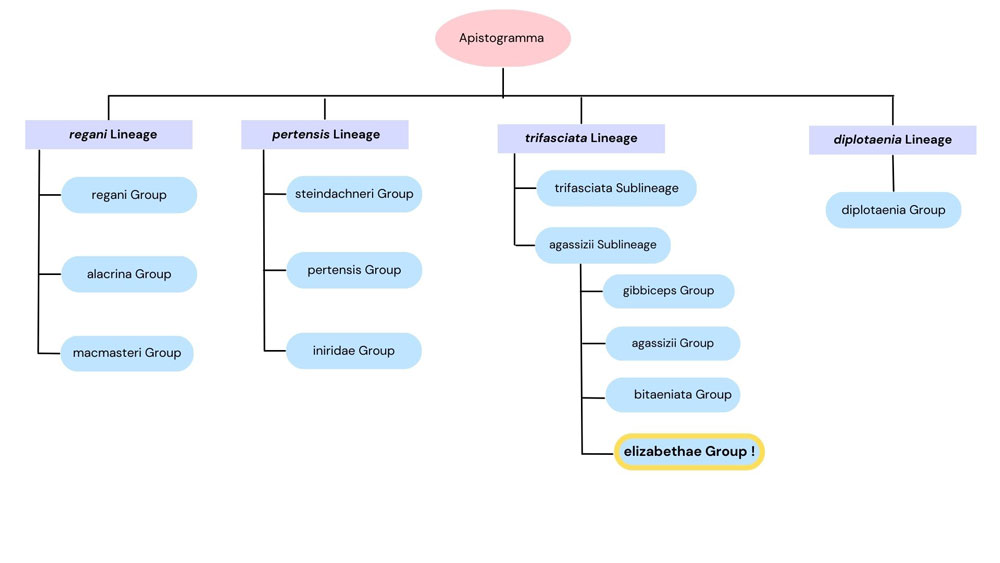 Apistogramma elizabethae phylogenetic relationship