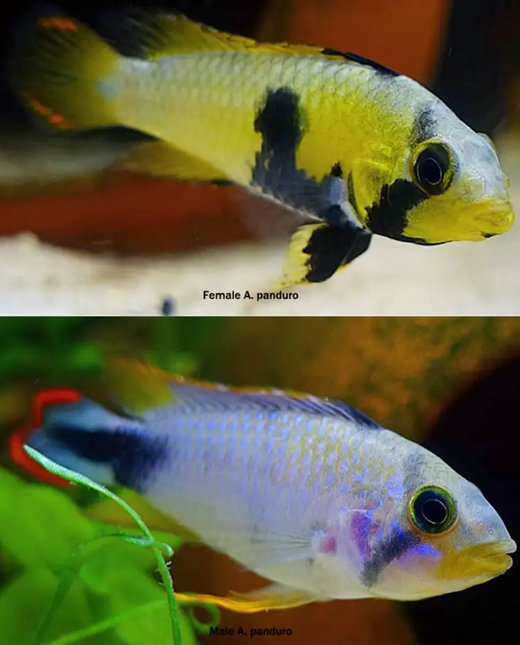 A. panduro male  vs female