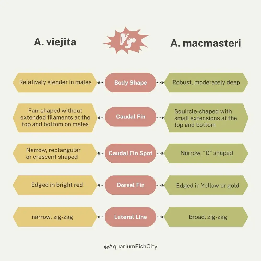 Apistogramma viejita vs Apistogramma macmasteri