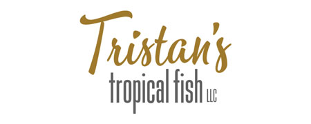 buy apistogramma from Tristan's Tropical Fish