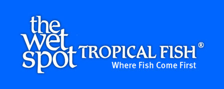 buy apistogramma from wetspottropicalfish