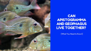 apistogramma and geophagus