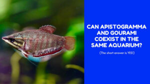the compatibility of Apistogramma and Gourami in the same aquarium