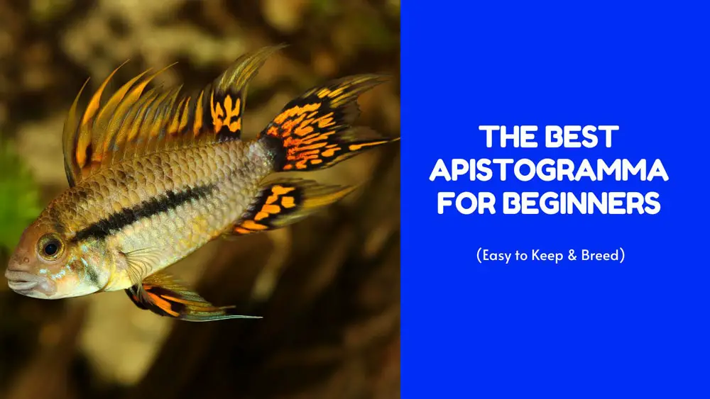 The Best Apistogramma for Beginners: Easy to Keep & Breed