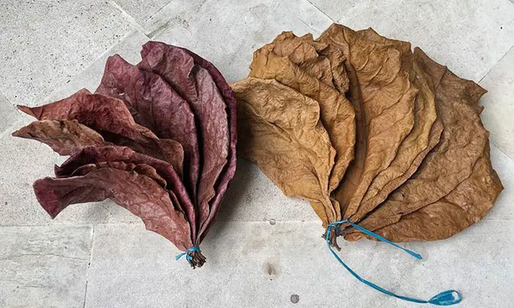 Indian Almond leaves