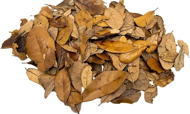 Oak Leaves for Aquariums