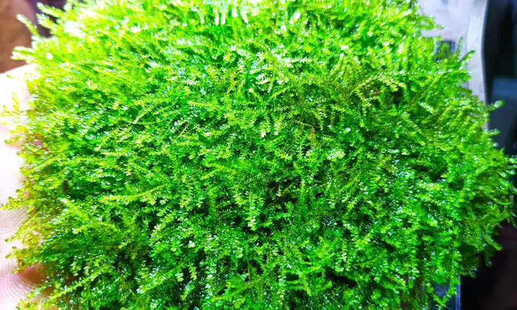 Java moss(Vesicularia dubyana)