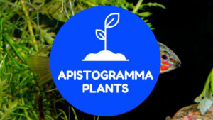 apistogramma plants