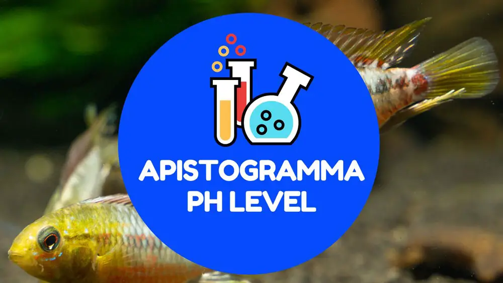 apistogramma ph level
