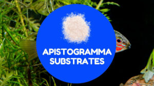 best substrate for apistogramma