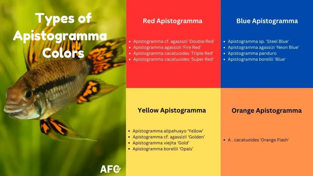 Types of Apistogramma Colors