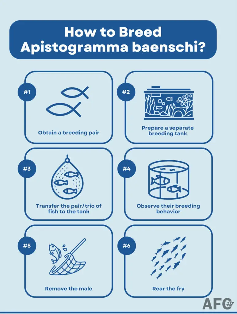 Apistogramma baenschi breeding