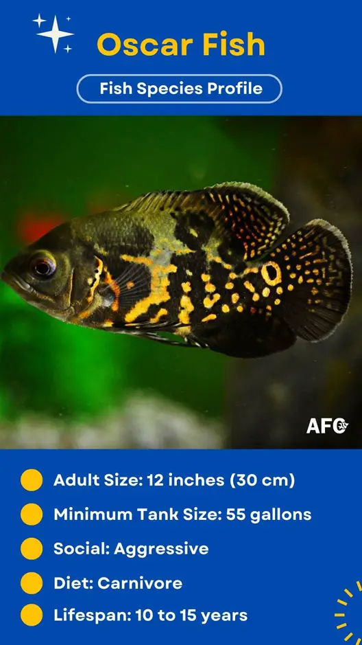 South American Marble Cichlid