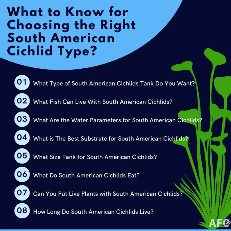 Choose the Right South American Cichlid Type
