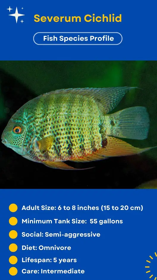 South American Severums