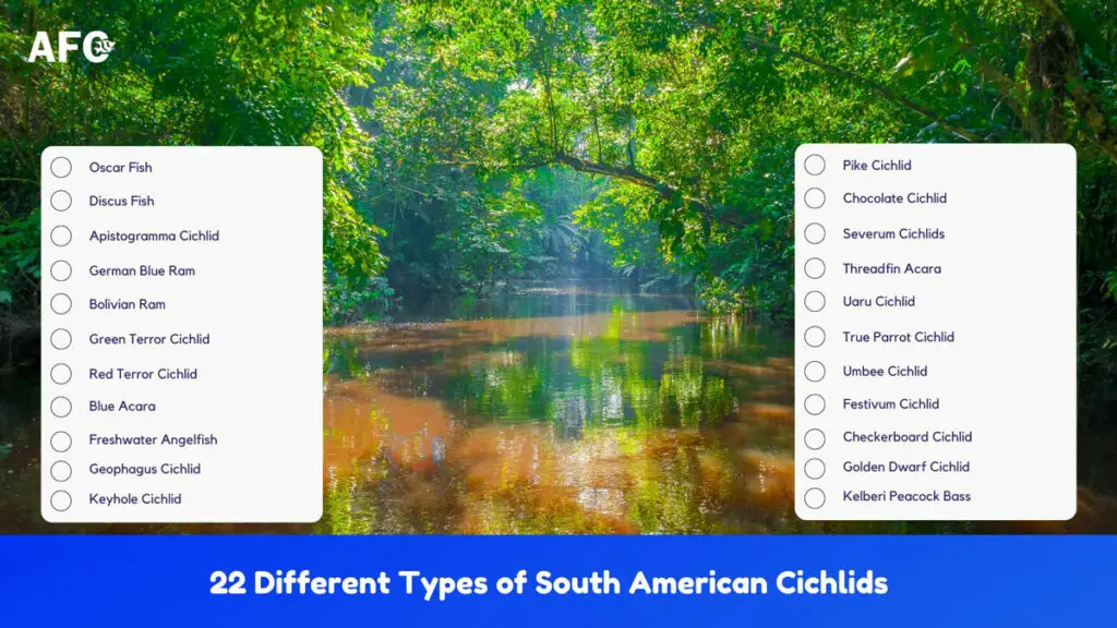 types of south american cichlids